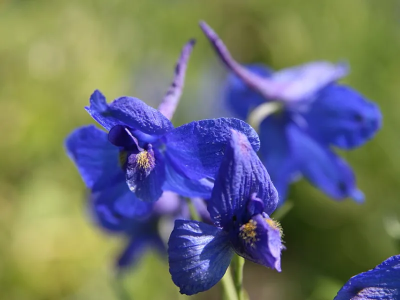 Chinese delphinium 'Blue Butterfly' (Delphinium grandiflorum 'Blue Butterfly') in flower