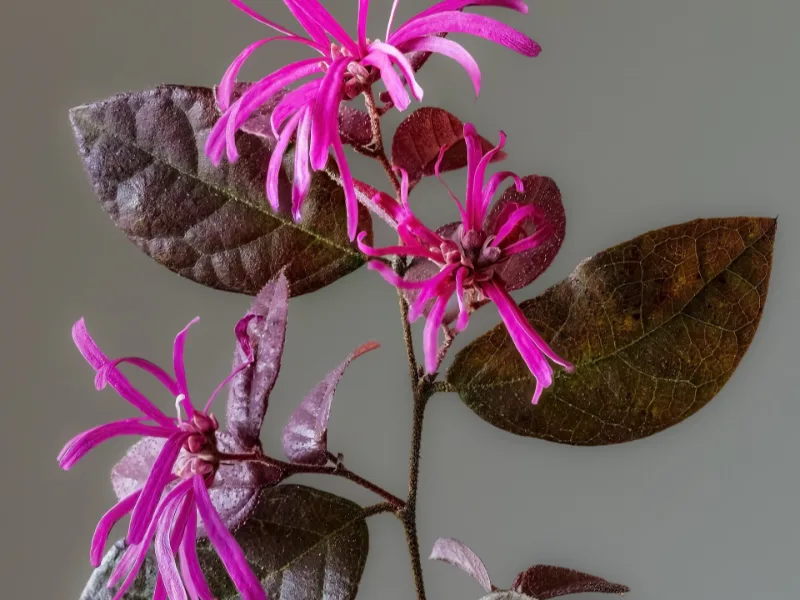 Chinese fringe flower (Loropetalum chinense) in flower