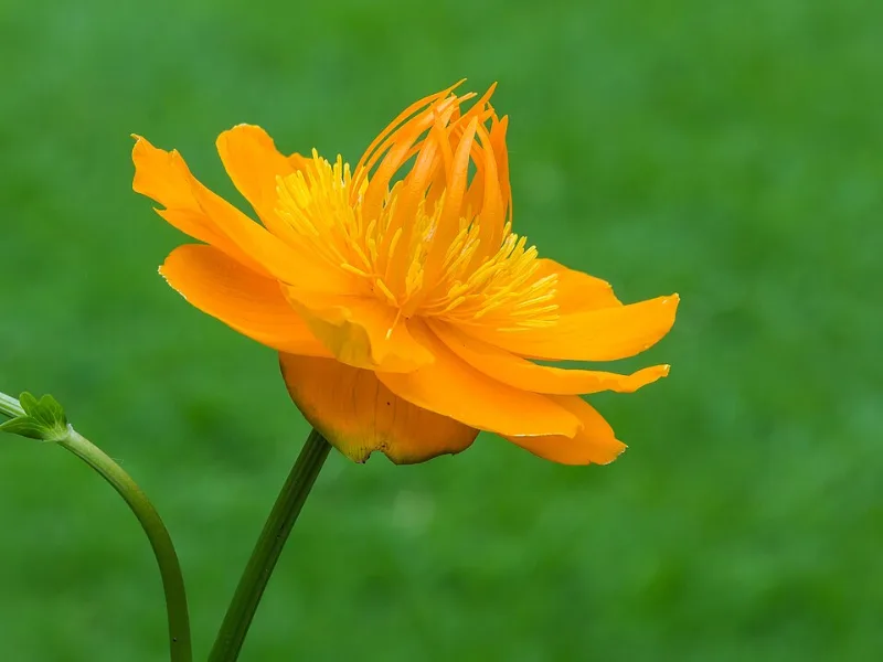 Chinese globeflower 'Golden Queen' (Trollius chinensis 'Golden Queen') in flower