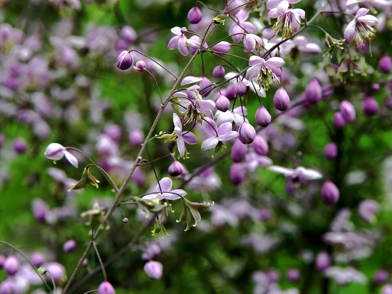 Chinese meadow rue 'Hewitt's Double' (Thalictrum delavayi 'Hewitt's Double') in flower