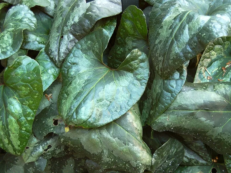 Chinese wild ginger (Asarum splendens)