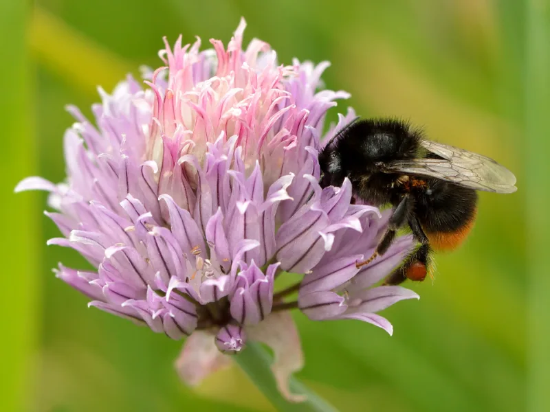 Chives (Allium schoenoprasum) in flower