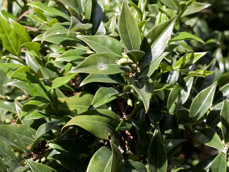 Christmas box (Sarcococca confusa) in flower