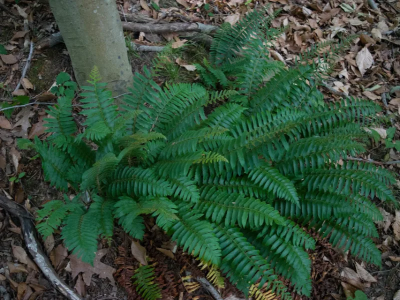 Christmas fern (Polystichum acrostichoides)