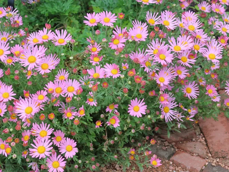Chrysanthemum 'Clara Curtis' (Chrysanthemum 'Clara Curtis') in flower