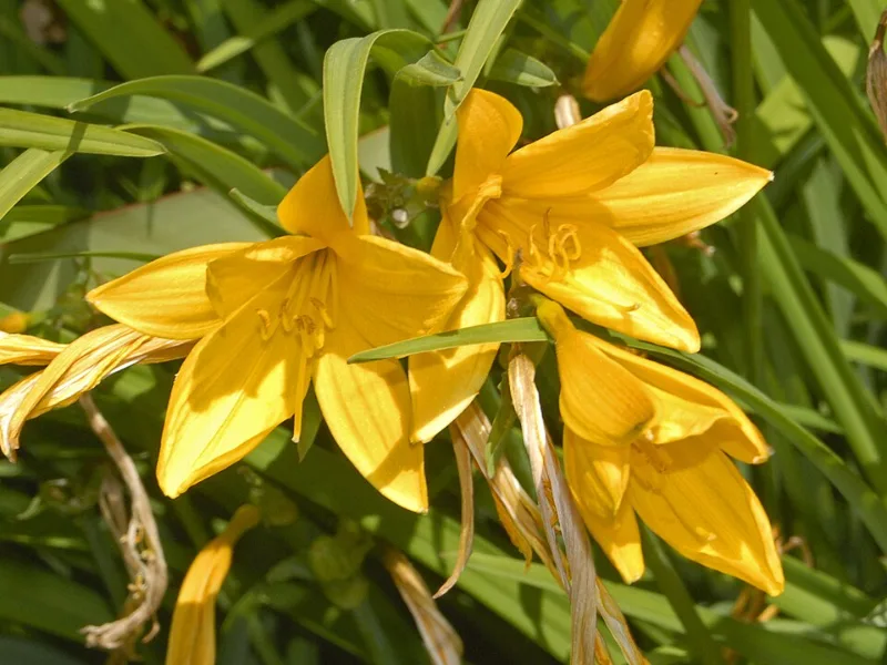 Citron daylily (Hemerocallis citrina) in flower