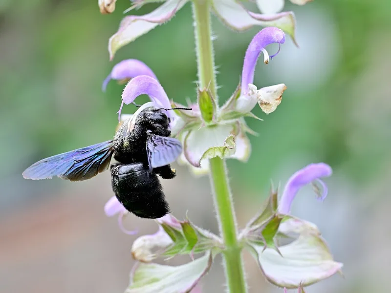 Clary sage (Salvia sclarea) in flower