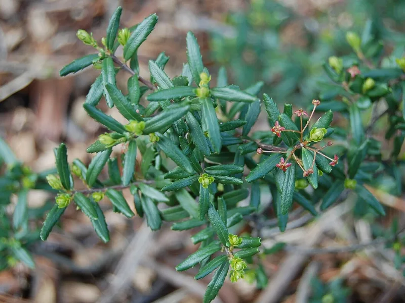 Cliff green (Paxistima canbyi)