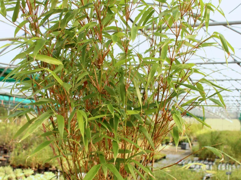 Clumping bamboo 'Rufa' (Fargesia dracocephala 'Rufa')