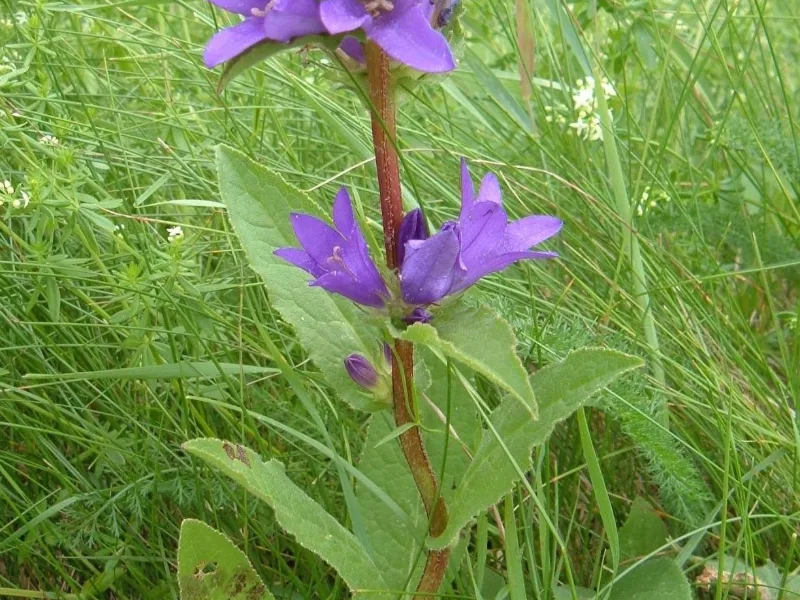 Clustered bellflower (Campanula glomerata) in flower