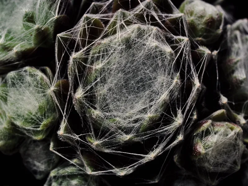 Cobweb houseleek (Sempervivum arachnoideum)