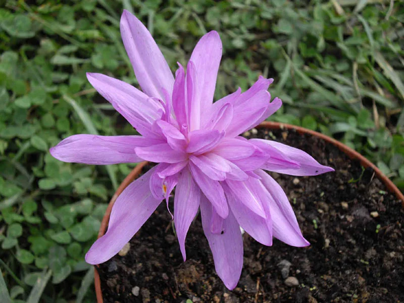 Colchicum 'Waterlily' (Colchicum 'Waterlily') in flower