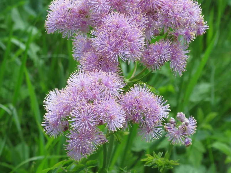 Columbine meadow rue (Thalictrum aquilegiifolium) in flower