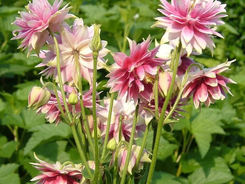 Columbine 'Nora Barlow' (Aquilegia vulgaris 'Nora Barlow') in flower