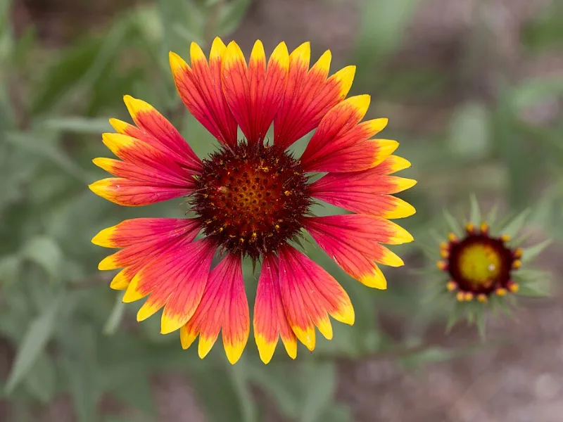 Common blanket flower (Gaillardia aristata) in flower