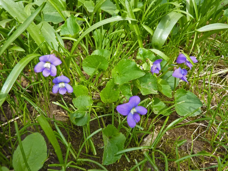 Common blue violet (Viola sororia) in flower