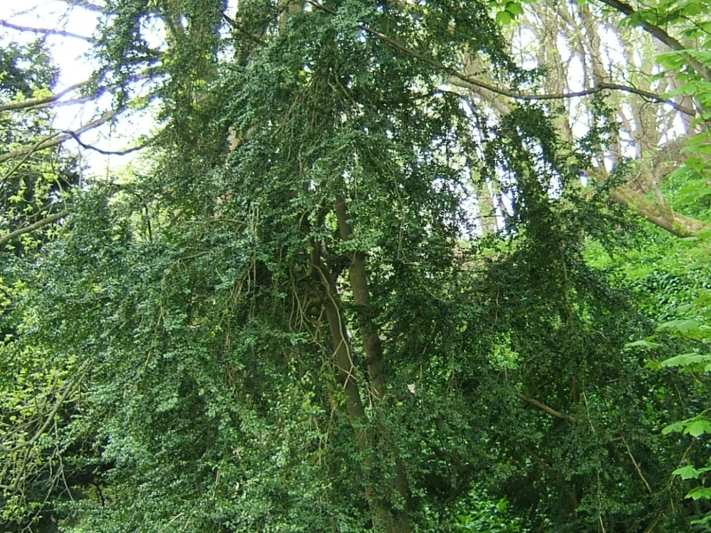 Common boxwood (Buxus sempervirens)
