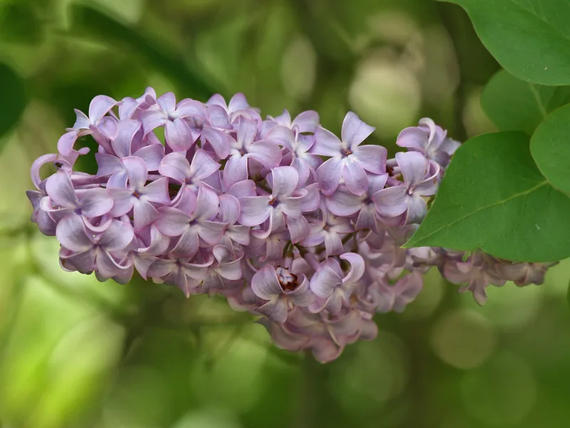 Common lilac (Syringa vulgaris) in flower