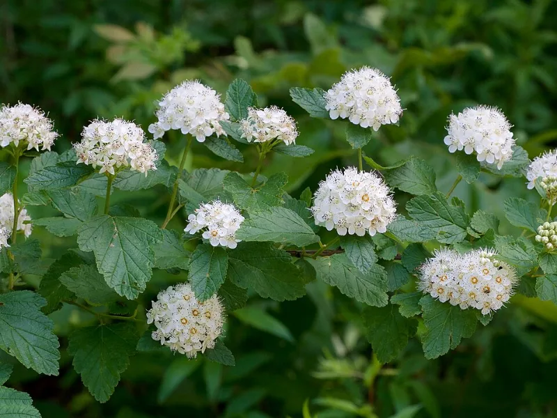 Common ninebark (Physocarpus opulifolius) in flower