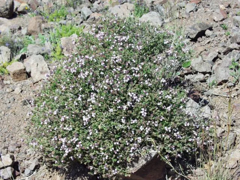 Common thyme (Thymus vulgaris) in flower