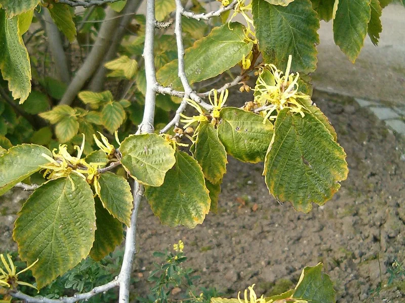 Common witch hazel (Hamamelis virginiana) in flower