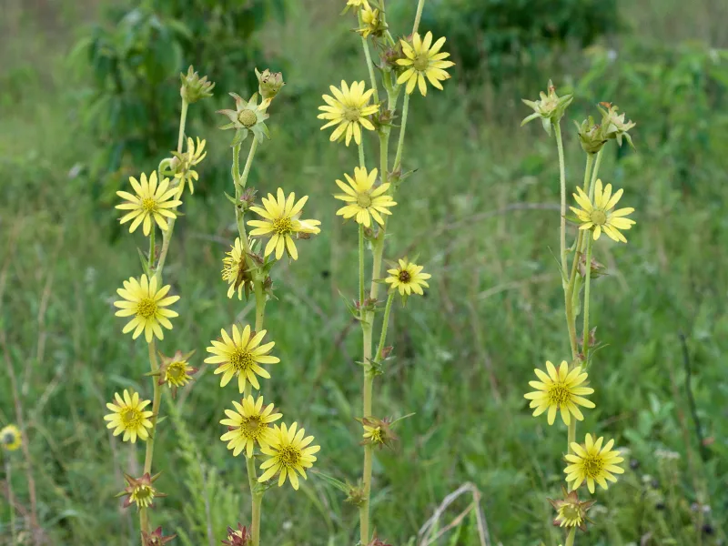 Compass plant (Silphium laciniatum) in flower