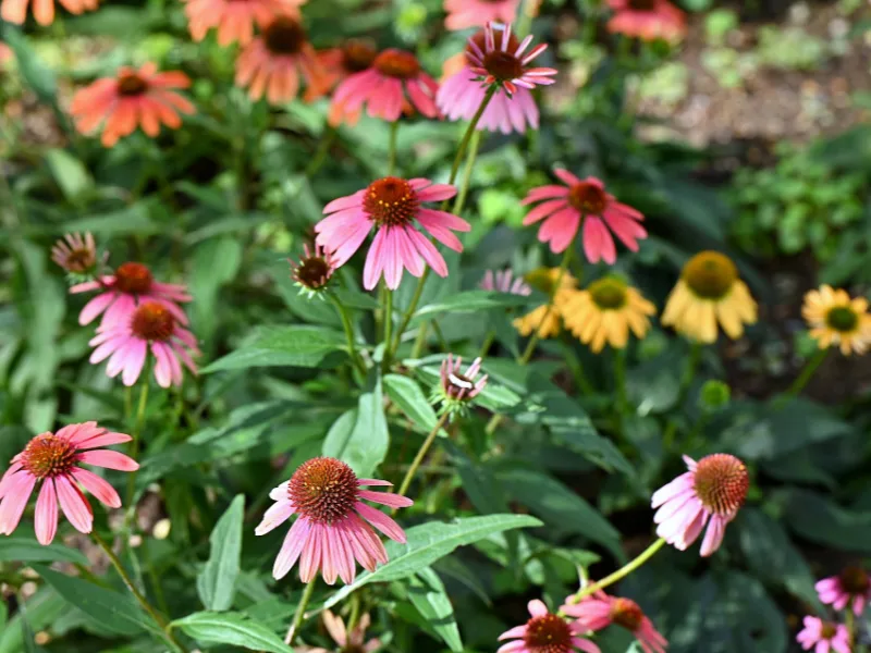 Coneflower 'Cheyenne Spirit' (Echinacea 'Cheyenne Spirit') in flower