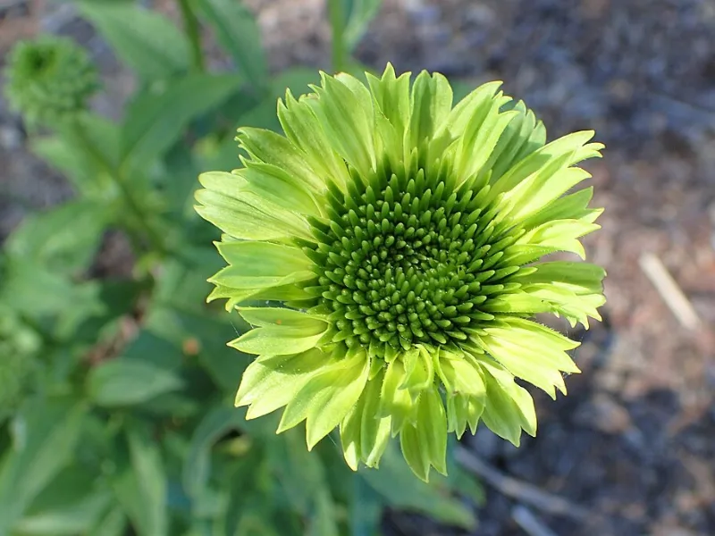 Coneflower 'Green Jewel' (Echinacea purpurea 'Green Jewel') in flower