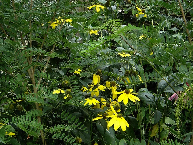 Coneflower 'Herbstsonne' (Rudbeckia 'Herbstsonne') in flower