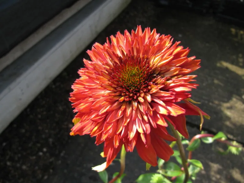 Coneflower 'Hot Papaya' (Echinacea 'Hot Papaya') in flower
