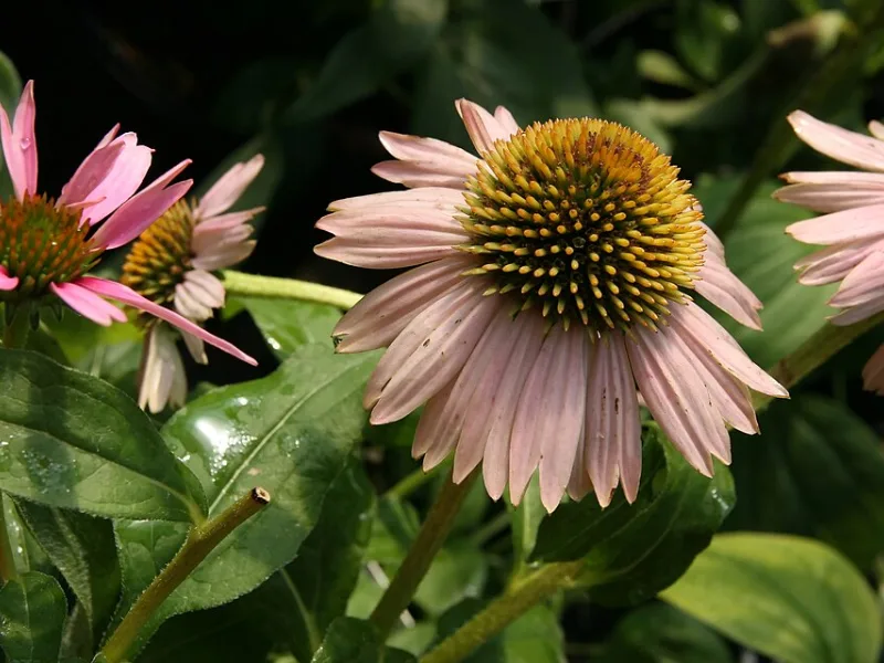 Coneflower 'Kim's Knee High' (Echinacea purpurea 'Kim's Knee High') in flower
