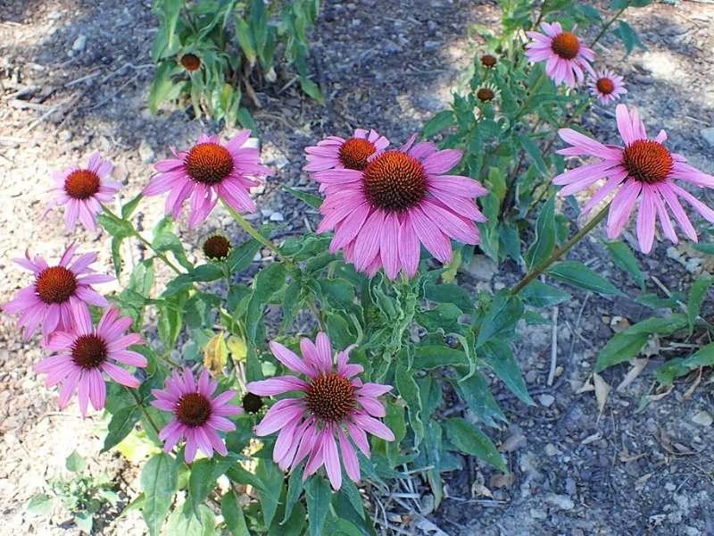 Coneflower 'Magnus' (Echinacea purpurea 'Magnus') in flower