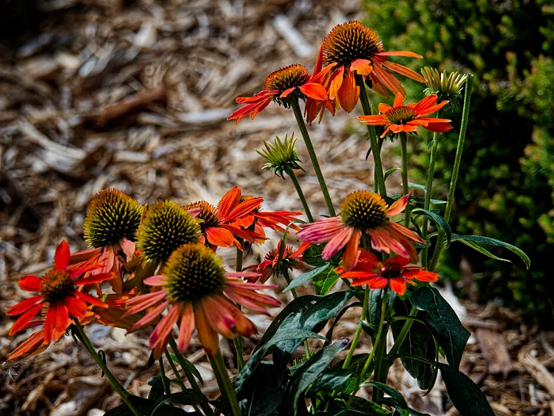 Coneflower 'Sombrero Salsa Red' (Echinacea 'Balsomsed' (Sombrero Salsa Red)) in flower