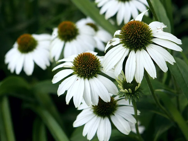 Coneflower 'White Swan' (Echinacea purpurea 'White Swan') in flower