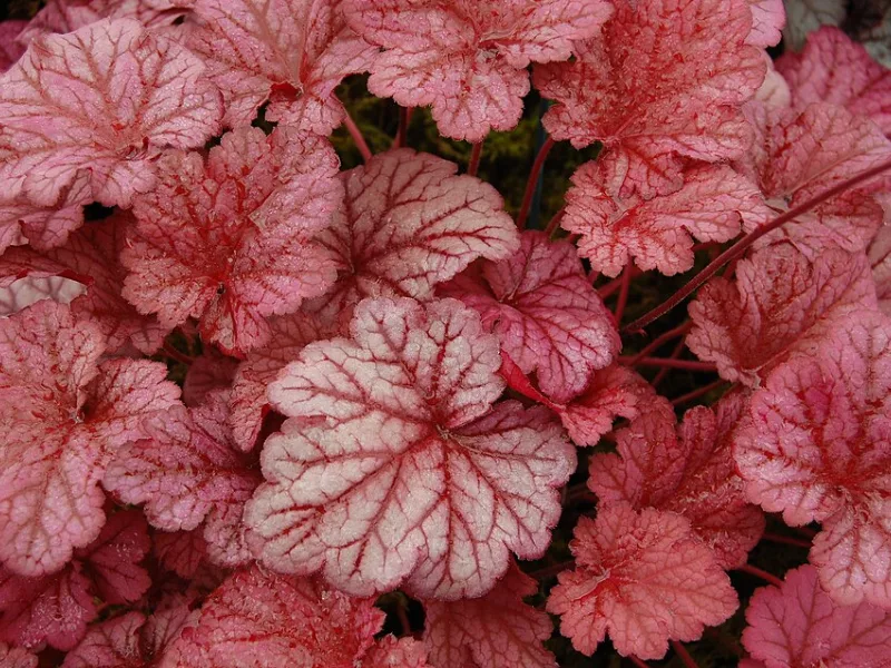 Coral bells 'Berry Smoothie' (Heuchera 'Berry Smoothie')