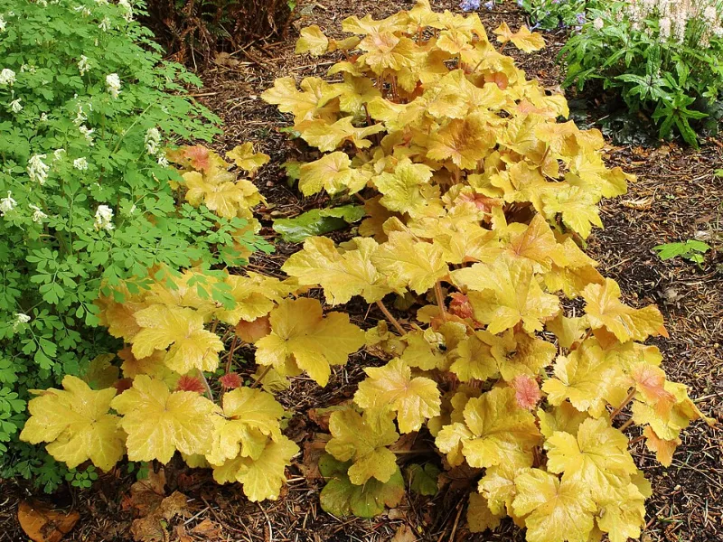 Coral bells 'Caramel' (Heuchera 'Caramel')