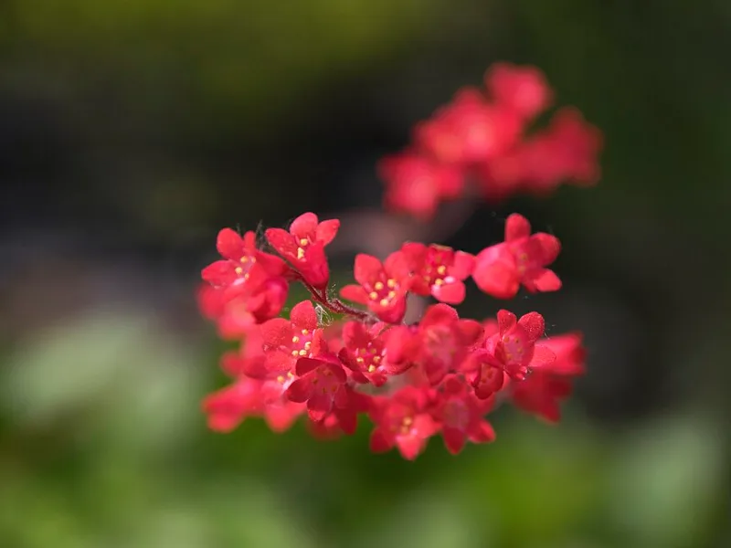 Coral bells 'Firefly' (Heuchera sanguinea 'Leuchtkäfer') in flower