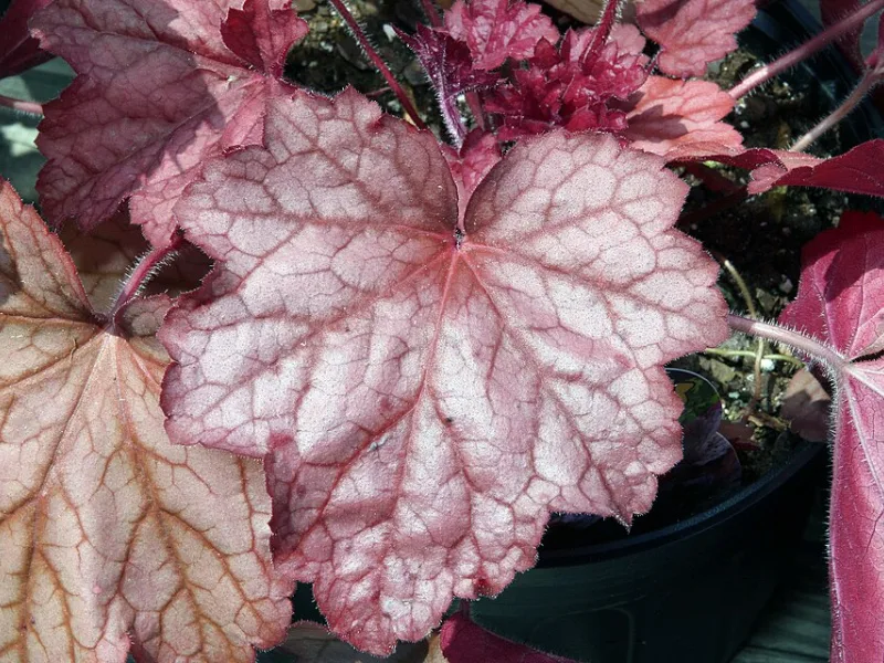 Coral bells 'Georgia Peach' (Heuchera 'Georgia Peach')