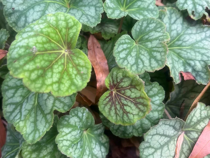 Coral bells 'Green Spice' (Heuchera americana 'Green Spice')