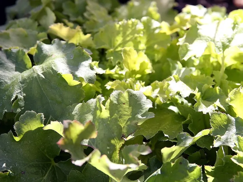 Coral bells 'Lime Rickey' (Heuchera 'Lime Rickey')