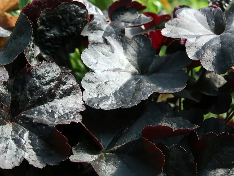 Coral bells 'Obsidian' (Heuchera 'Obsidian')
