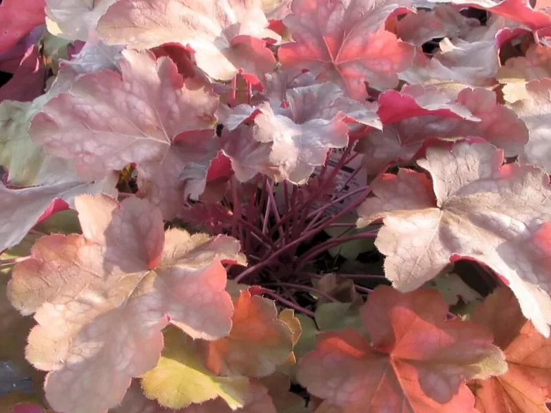 Coral bells 'Palace Purple' (Heuchera micrantha 'Palace Purple')