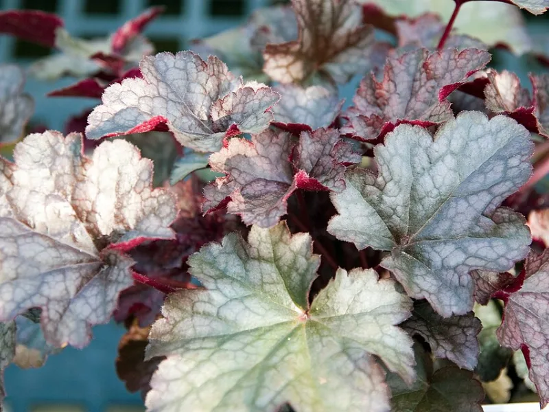 Coral bells 'Plum Pudding' (Heuchera 'Plum Pudding')
