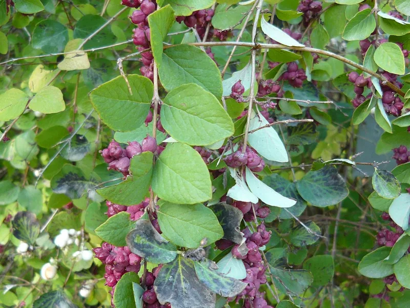 Coralberry (Symphoricarpos orbiculatus) in flower