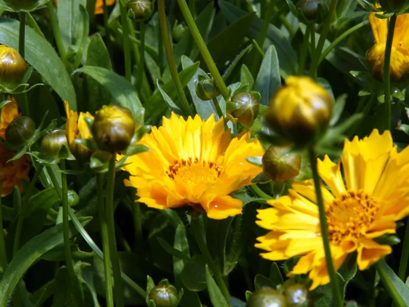 Coreopsis 'Jethro Tull' (Coreopsis 'Jethro Tull') in flower