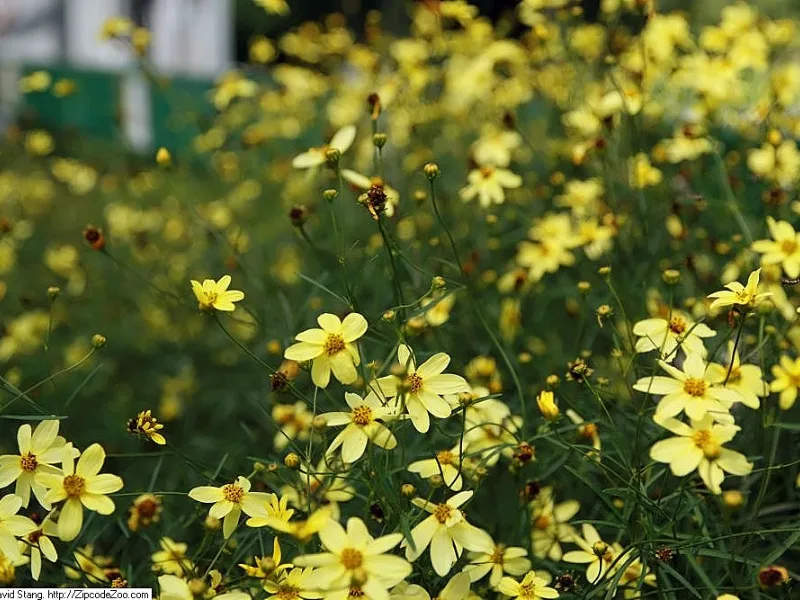 Threadleaf coreopsis 'Moonbeam' (Coreopsis verticillata 'Moonbeam') in flower