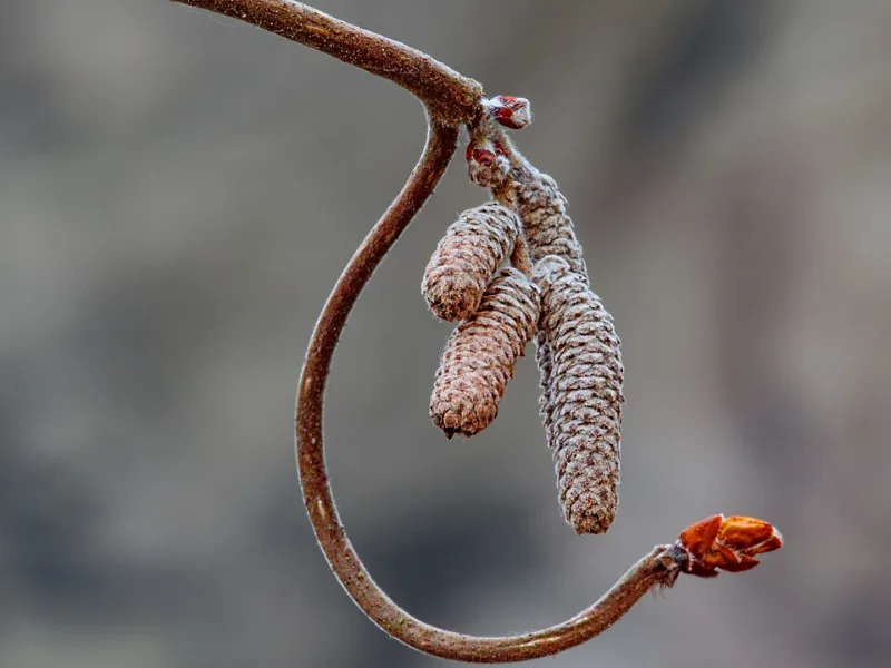 Corkscrew hazel (Corylus avellana 'Contorta') in flower