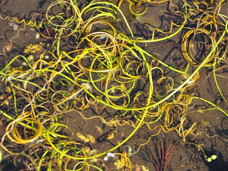 Corkscrew rush (Juncus effusus 'Spiralis')