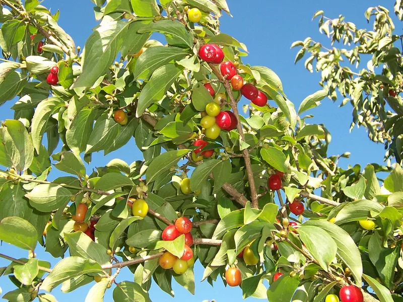 Cornelian cherry (Cornus mas) in flower