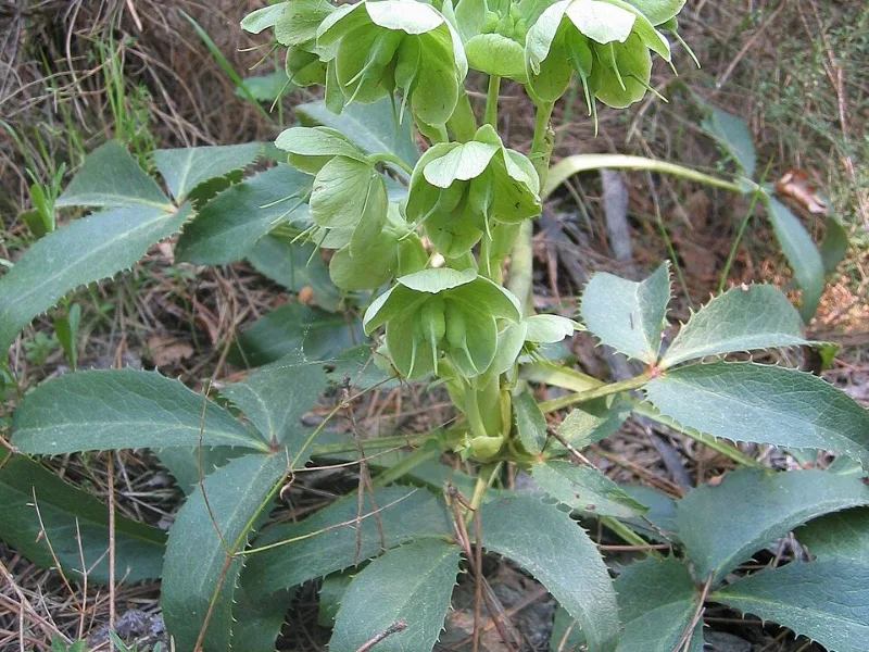 Corsican hellebore (Helleborus argutifolius) in flower